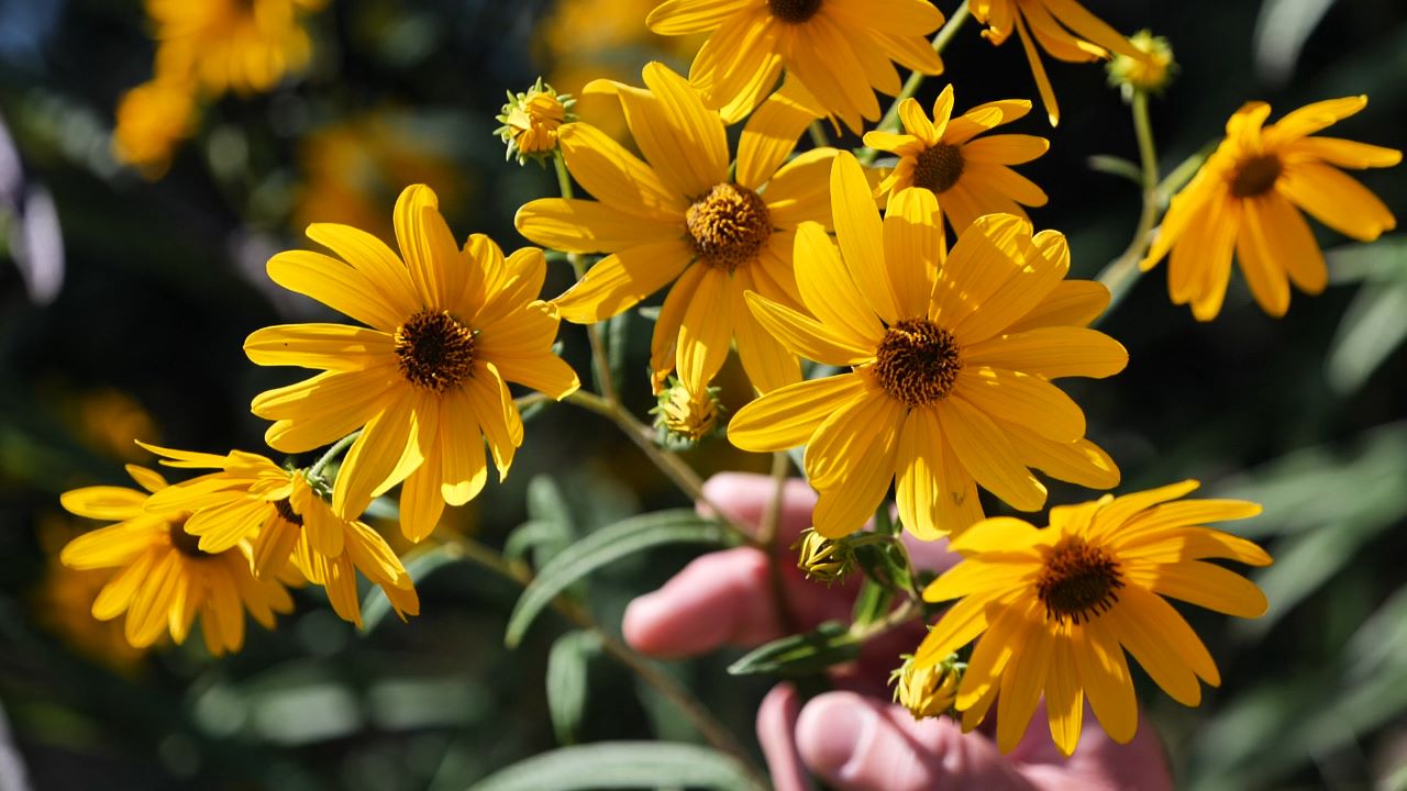 Get It Growing: Native swamp sunflowers offer beautiful golden color